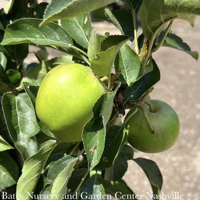 Edible #7 Malus x dom Urban Apple 'Golden Treat'/ Columnar Apple