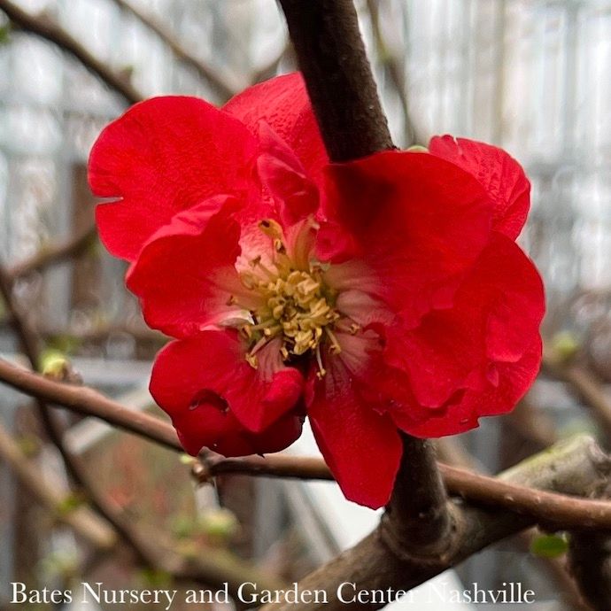 #3 Chaenomeles speciosa PW Double Take Scarlet/ Flowering Quince