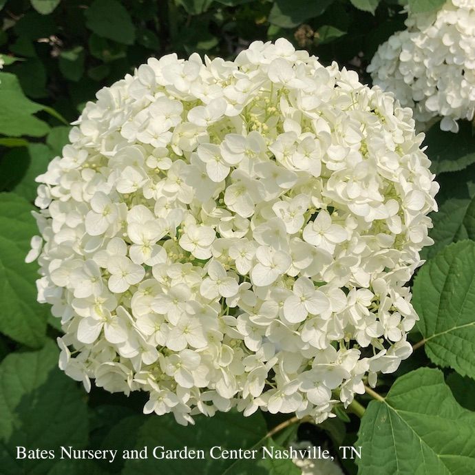 #2 Hydrangea arbor Annabelle/ Smooth White Native (TN)