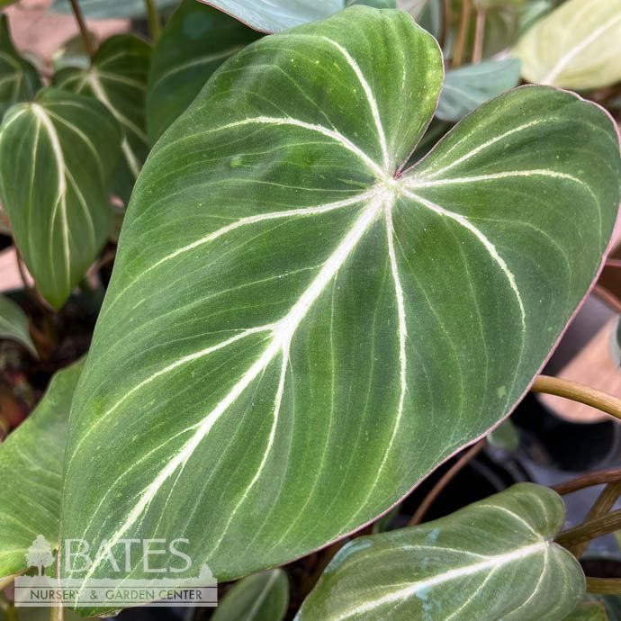 4p! Philodendron Gloriosum /Tropical