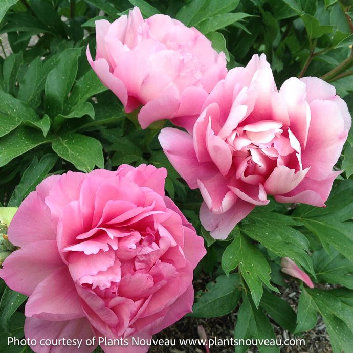 #5 Paeonia Garden Candy 'Strawberry Swirl'/ Pink Itoh Peony
