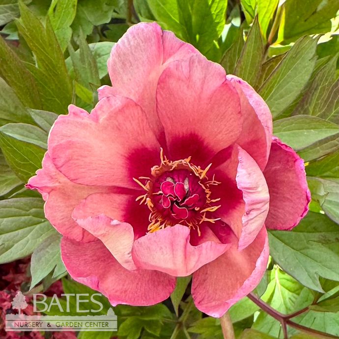 #5 Paeonia Garden Candy 'Strawberry Swirl'/ Pink Itoh Peony