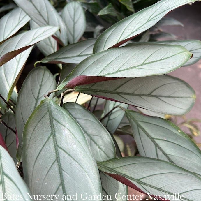 10p! Calathea Setosa / Ctenanthe Setosa /Tropical