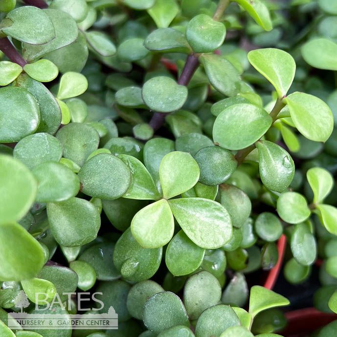 6p! Portulacaria Jade Dwarf Afra Heart Succulent /Tropical