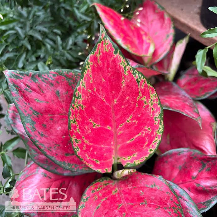 6p! Aglaonema Rich Red /Chinese Evergreen /Tropical