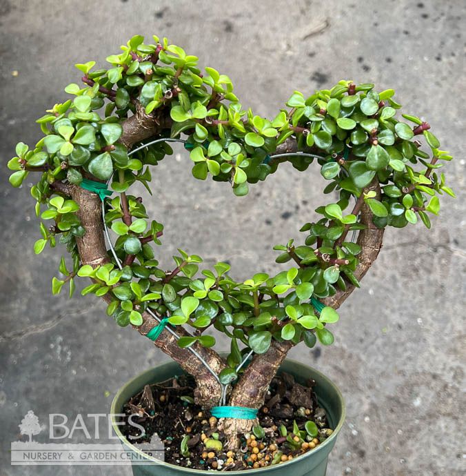 4p! Portulacaria Jade Dwarf Afra Heart Green or Variegated Succulent /Tropical