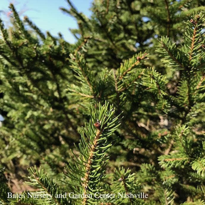 #7 Picea abies/ Norway Spruce