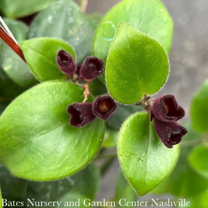 4p! Aeschynanthus /Lipstick Plant /Tropical