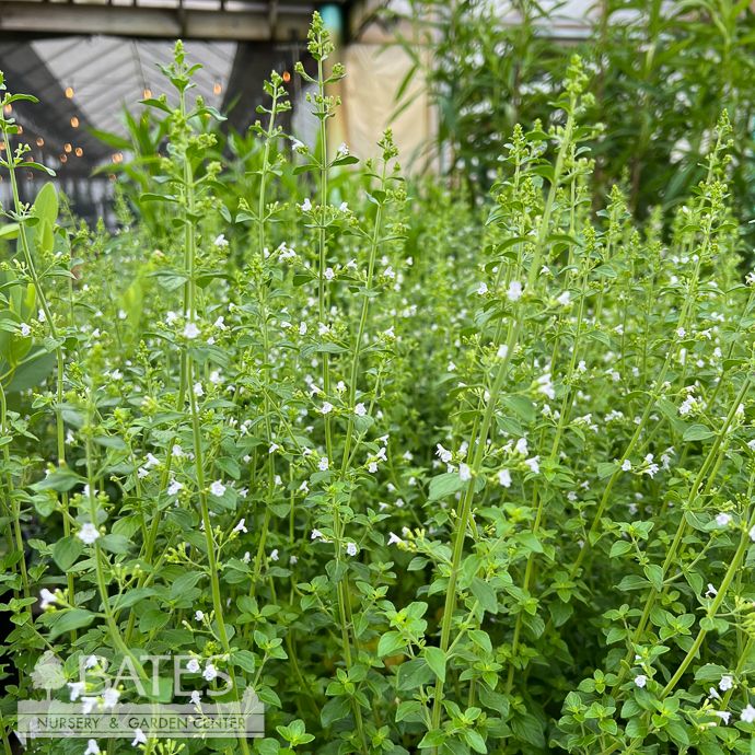 #1 Calamintha nep Montrose White/ Calamint