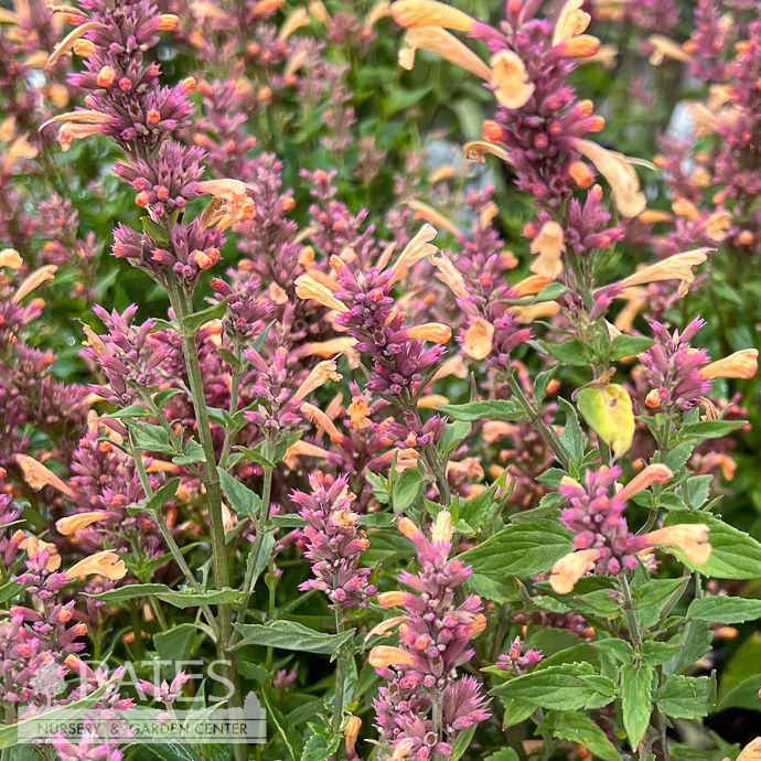 #1 Agastache x PW Peachie Keen/ Hummingbird Mint