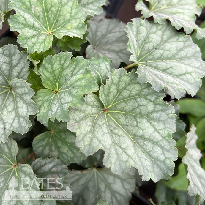#1 Heuchera amer Dale's Strain AB / Coral Bells Native (TN)
