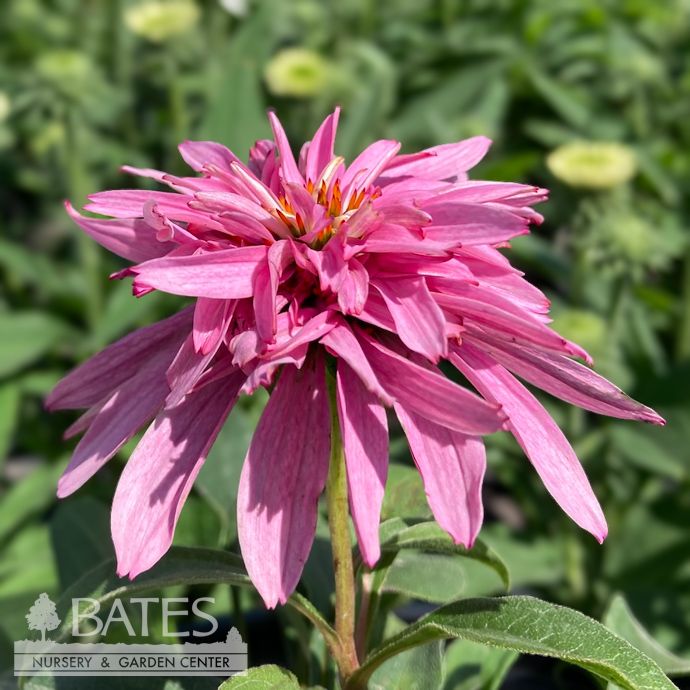 #1 Echinacea pur Doubledecker/ Special Form Pink Coneflower