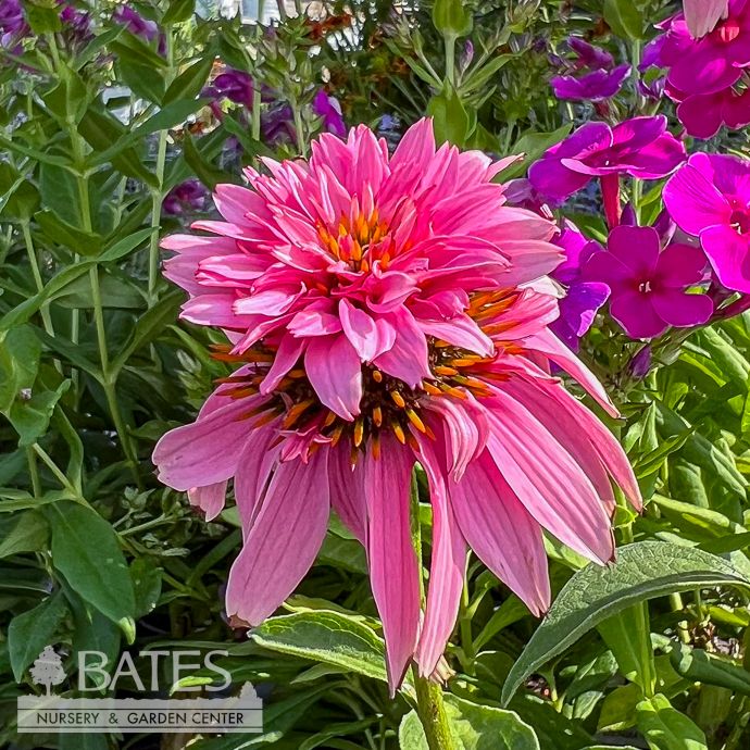 #1 Echinacea pur Doubledecker/ Special Form Pink Coneflower