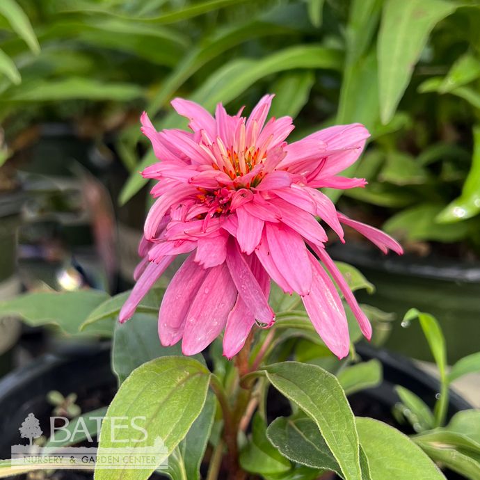#1 Echinacea pur Doubledecker/ Special Form Pink Coneflower