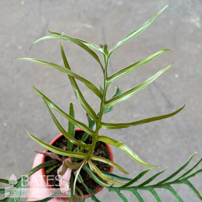4p! Philodendron Tortum /Tropical