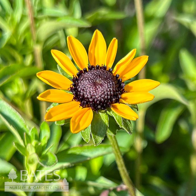 #1 Rudbeckia fulgida var fulgida/ Black-Eyed Susan Native (TN)