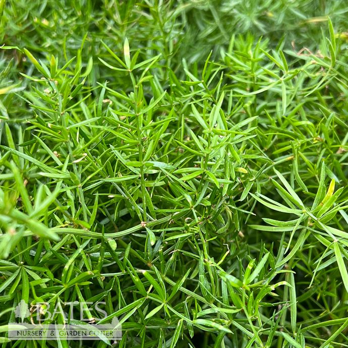 #1/6p! Fern - Asparagus Sprengeri /Tropical