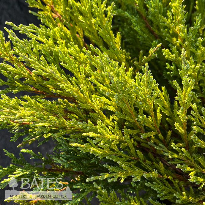 #3 Juniperus horiz Plumosa Compacta/ Creeping Andorra Juniper