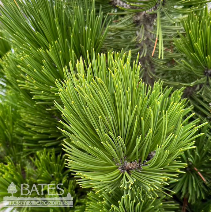 #6 Pinus leucodermis (heldreichii) Irish Bell/ Bosnian Pine