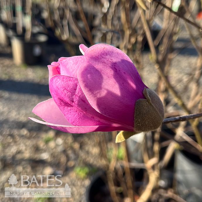 #7 Magnolia x Betty/ Deciduous Pink