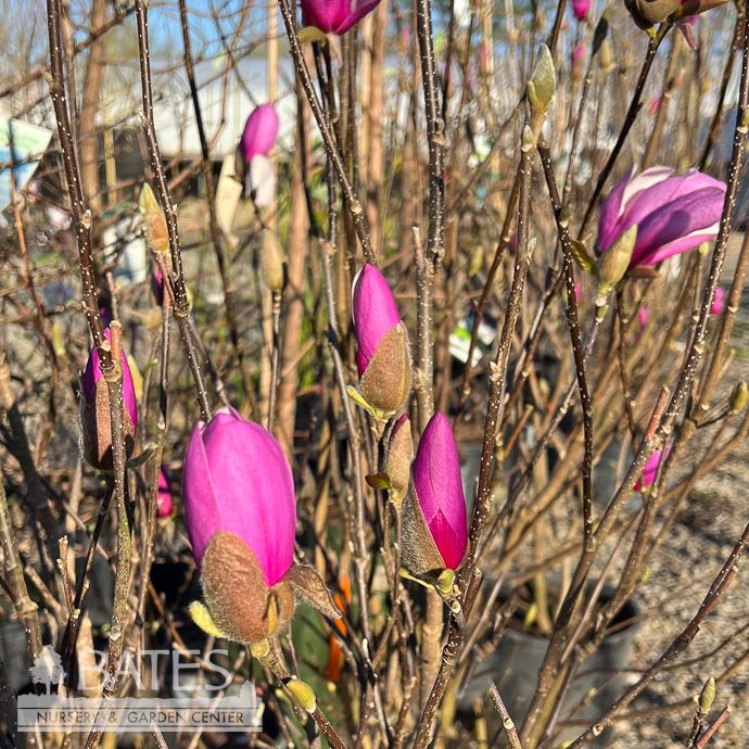 #7 Magnolia x Betty/ Deciduous Pink