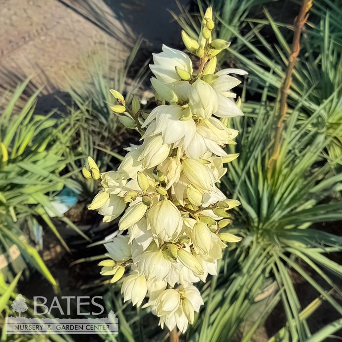 #5 Yucca fil Ivory Tower/ Native (TN)
