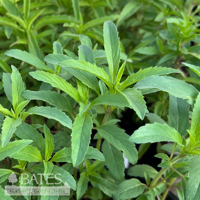 Seed Monarda citriodora/ Lemon Mint /Annual- Roundstone Native (TN)