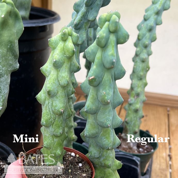 4p! Cactus Cereus Boobie MINI /Tropical