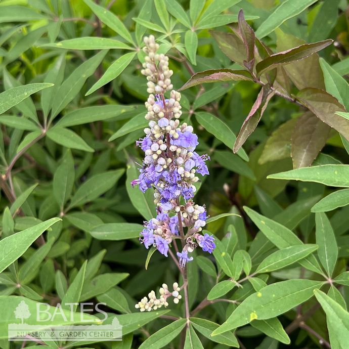 #3 Vitex PW Rock Steady / Purple Chastetree