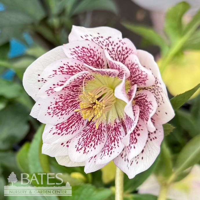#1 Helleborus x PW Wedding Party 'Confetti Cake'/ Lenten Rose