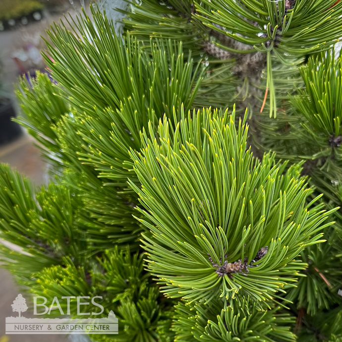 #3 Pinus leucodermis (heldreichii) Irish Bell/ Bosnian Pine