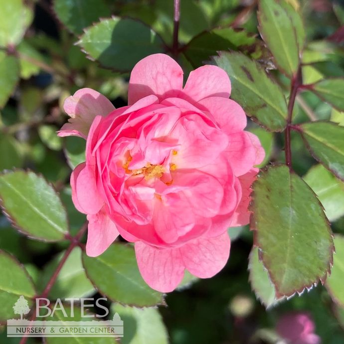 #3 Rosa The Fairy/ Pink Shrub Rose  - No Warranty