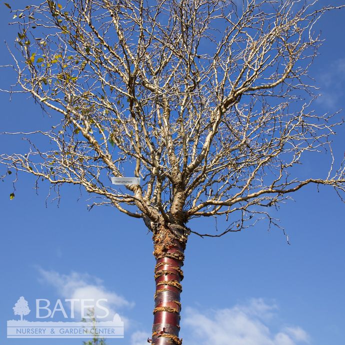 Topiary 36" Graft Patio Tree #7 Prunus incisa Little Twist/ White Flowering Dwarf Fuji Cherry