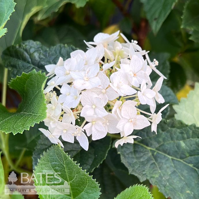 #3 Hydrangea arb FE FlowerFull/ Dwarf Smooth White Native (TN)