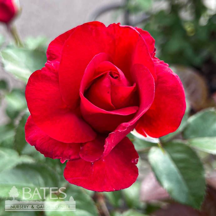 #3 Rosa In Love Again/ Medium Red Hybrid Tea Rose - No Warranty