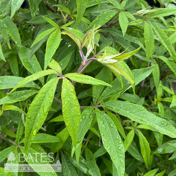 #7 Vitex FE Delta Blues/ Chastetree
