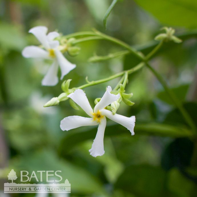 Tropical #1 Trachelospermum jas Madison/ Star or Confederate Jasmine - No Warranty