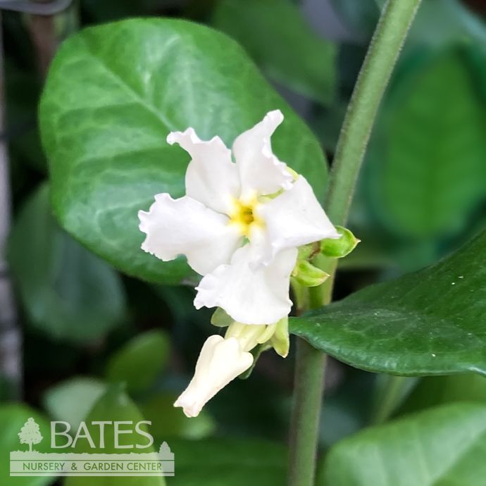 Tropical #1 Trachelospermum jas Madison/ Star or Confederate Jasmine - No Warranty