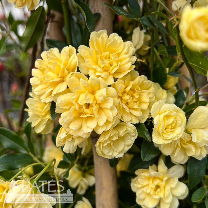 #2 Rosa banksiae Lutea 'Yellow Lady Banks'/ Climbing Rose - No Warranty