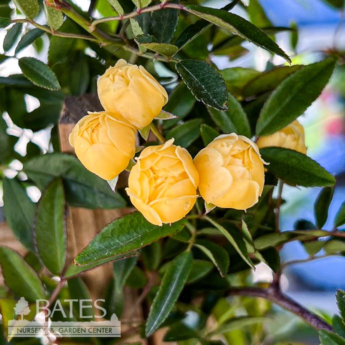 #2 Rosa banksiae Lutea 'Yellow Lady Banks'/ Climbing Rose - No Warranty