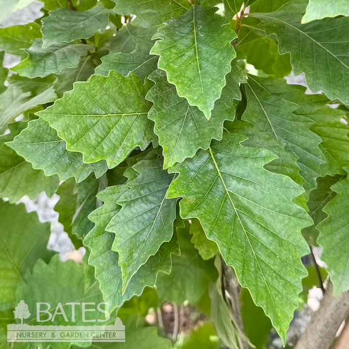 #30 Quercus bicolor Beacon/ Columnar Swamp White Oak Native (TN)