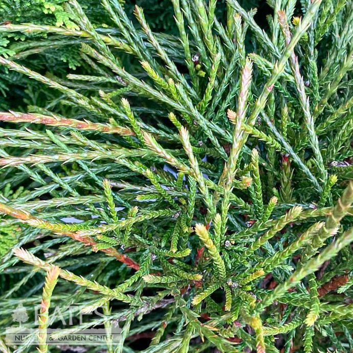 #2 Thuja plicata Whipcord/ Threadleaf Arborvitae