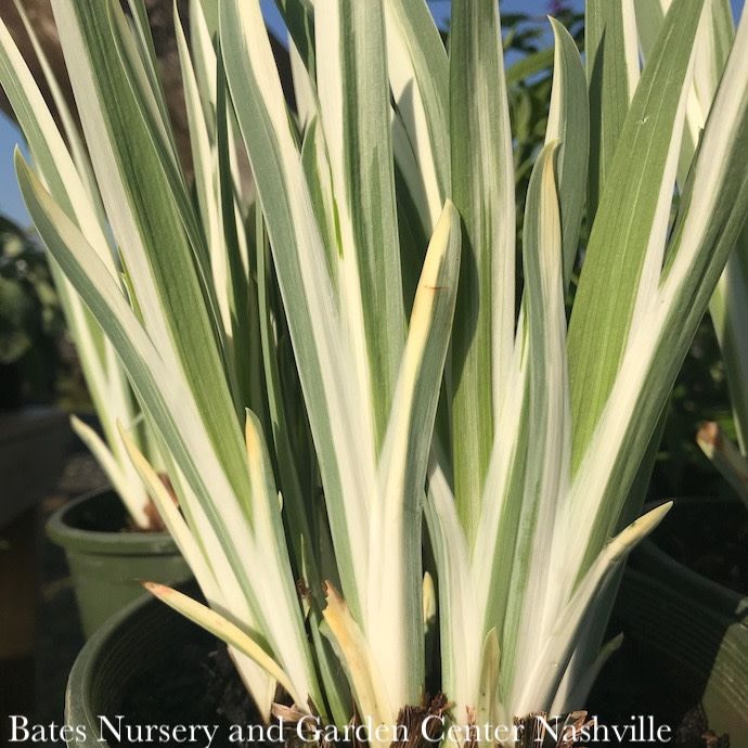 #1 Iris ensata Variegata/ Japanese Water