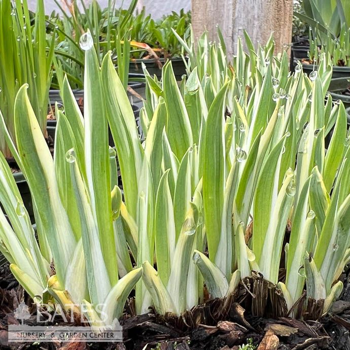 #1 Iris ensata Variegata/ Japanese Water