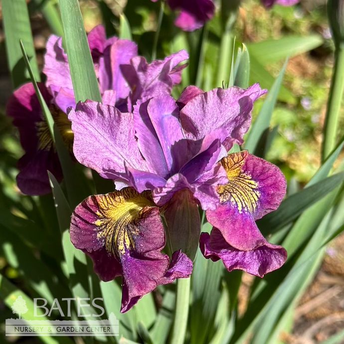 #1 Iris sibirica Miss Apple/ Red-Violet Siberian