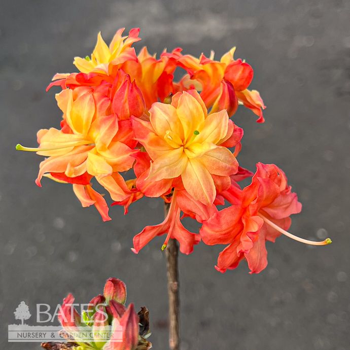 #1 Rhododendron x Father Ryan/ Orange Deciduous Azalea