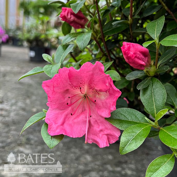 #3 Azalea x Conversation Piece (Robin Hill hybrid)/ Pink to White