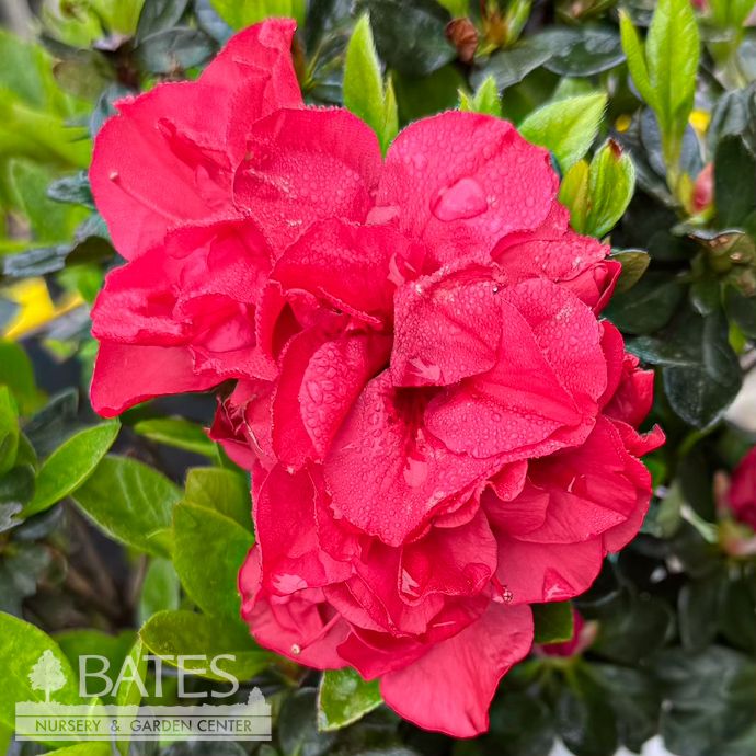 #3 Azalea x Encore Autumn Fire/ Repeat Rose-red Dwarf