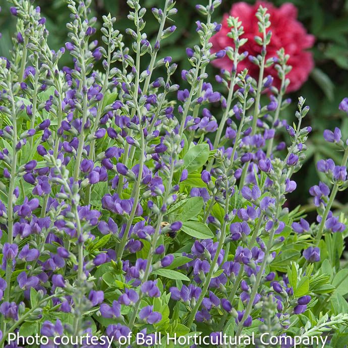 QP Baptisia australis/ Blue False Indigo Native (TN)