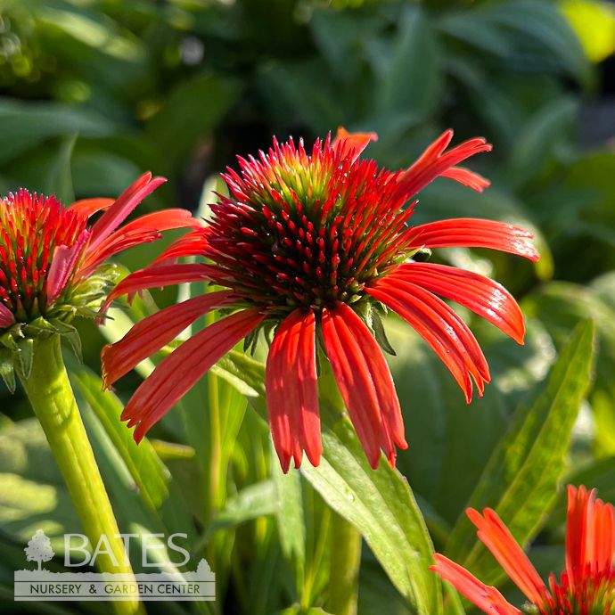 #1 Echinacea x Butterfly 'Orange Skipper'/ Coneflower